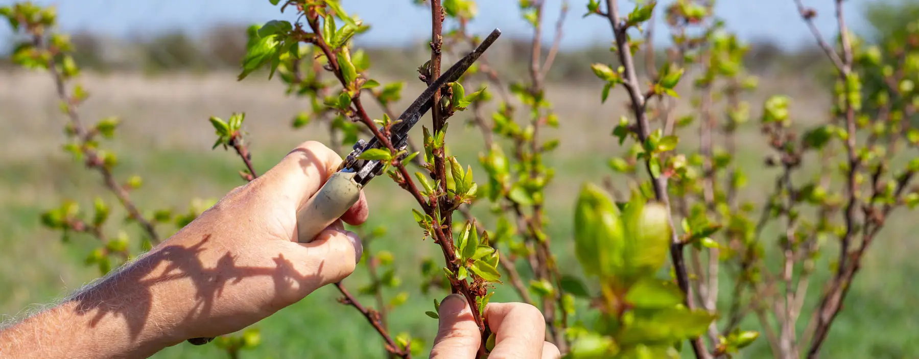 Obstbaumschnitt